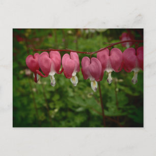 Tarjeta postal de corazones sangrantes rosados flo