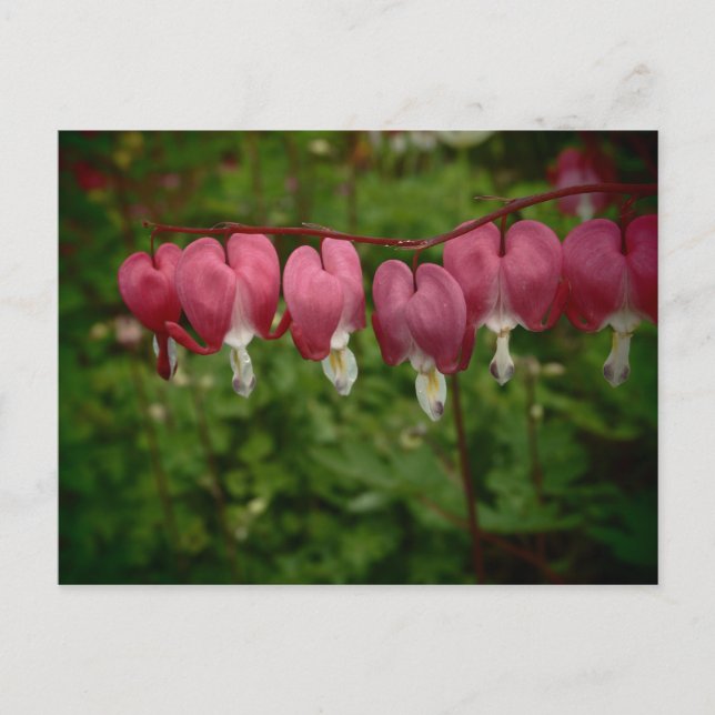 Tarjeta postal de corazones sangrantes rosados flo (Anverso)