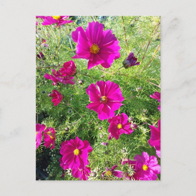 tarjeta postal de cosmos (Anverso)