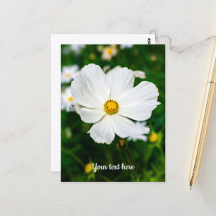Tarjeta postal de Cosmos blancos
