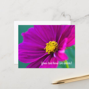 Tarjeta postal de Cosmos púrpura