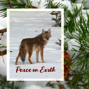Tarjeta postal de coyote solitario en la nieve, Pa