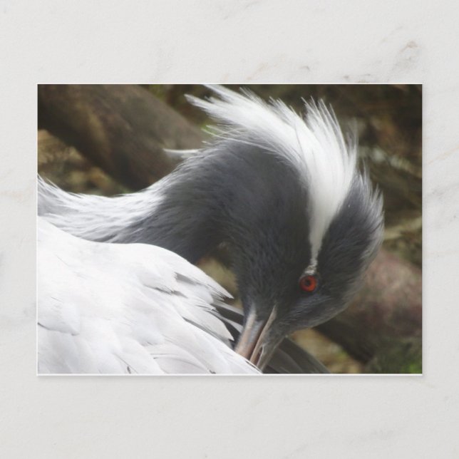Tarjeta postal de Crane Close DIY (Anverso)