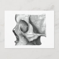Tarjeta postal de cráneo y columna vertebral