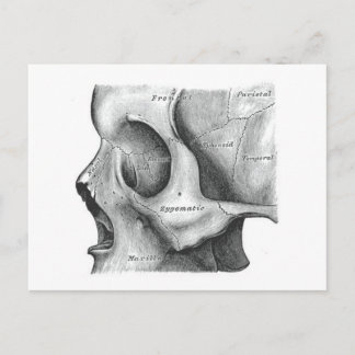 Tarjeta postal de cráneo y columna vertebral