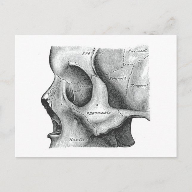 Tarjeta postal de cráneo y columna vertebral (Anverso)