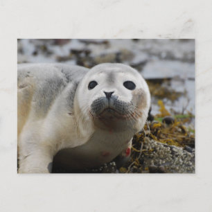 Tarjeta postal de cría de foca