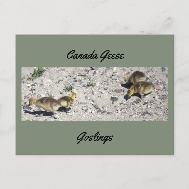 Tarjeta Postal de Crías de Gansos de Canadá (Anverso)