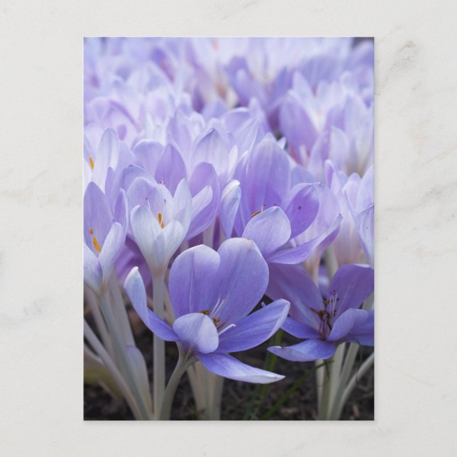 Tarjeta Postal de Crocus (Anverso)