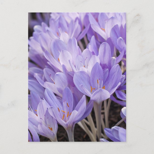 Tarjeta Postal de Crocus (Anverso)