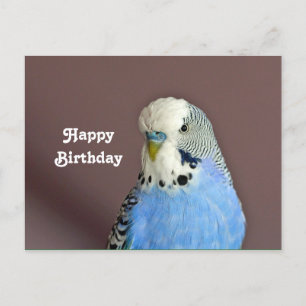 Tarjeta postal de cumpleaños con foto de periquito