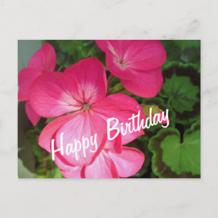 Tarjeta postal de cumpleaños de Geranium rosa