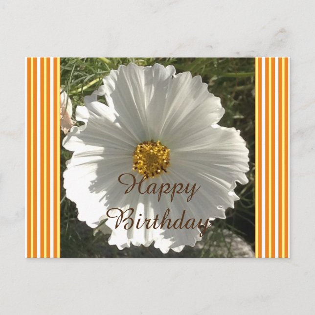 Tarjeta postal de cumpleaños de las flores de cosm (Anverso)