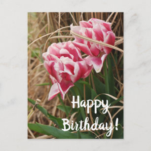 Tarjeta postal de cumpleaños de tulipanes blancos 
