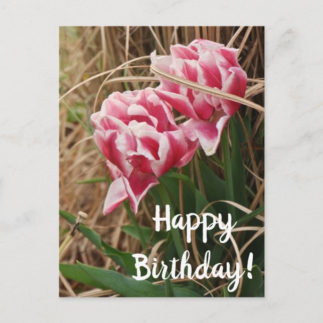 Tarjeta postal de cumpleaños de tulipanes blancos  (Anverso)