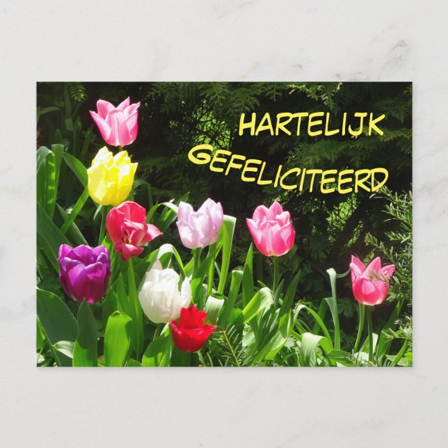 Tarjeta postal de cumpleaños de tulipanes colorido (Anverso)