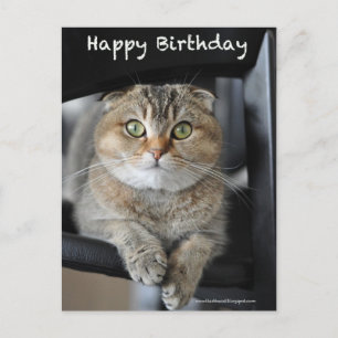 tarjeta postal de cumpleaños del gato lindo escocé