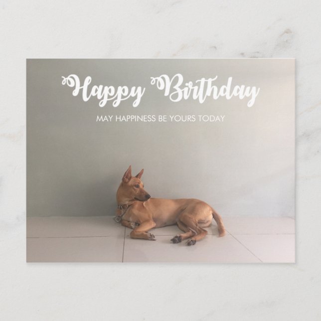 Tarjeta postal de cumpleaños feliz al perro de la  (Anverso)