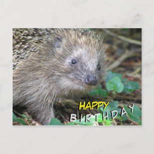 Tarjeta postal de cumpleaños feliz de Cute Hedgeho