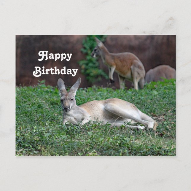 Tarjeta postal de cumpleaños Red Kangaroo 6950 (Anverso)