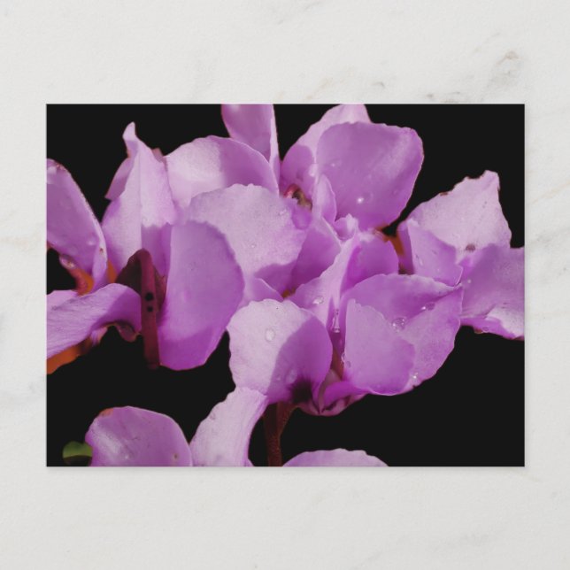 Tarjeta postal de Cyclamen Coum (Anverso)