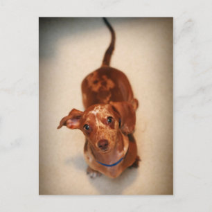 Tarjeta postal de Dachshund con manchas