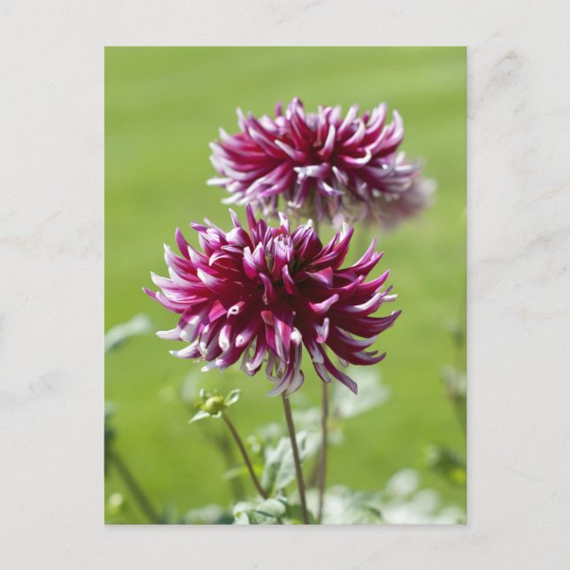 Tarjeta Postal de Dalia (Anverso)
