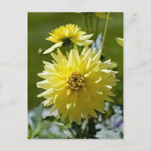 Tarjeta Postal de Dalia Amarilla