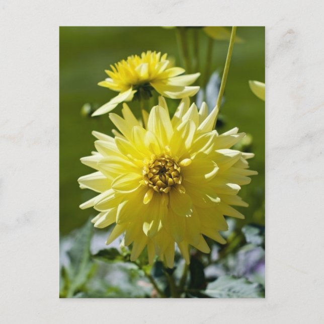 Tarjeta Postal de Dalia Amarilla (Anverso)