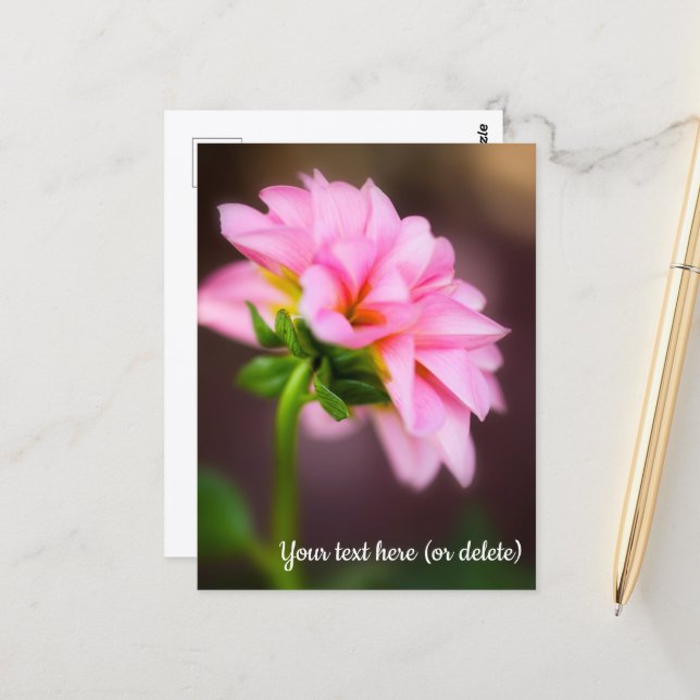 Tarjeta postal de Dalia rosa (Anverso/Reverso In Situ)