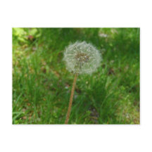 Tarjeta postal de Dandelion Seed 'Puff'