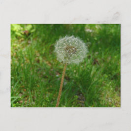 Tarjeta postal de Dandelion Seed 'Puff'