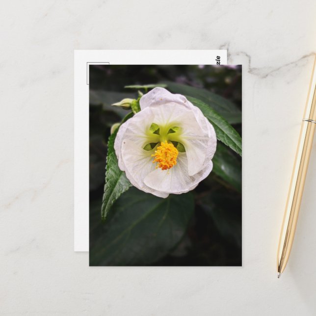 Tarjeta postal de deseos de Hibisco Blanco - Sé ún (Anverso/Reverso In Situ)