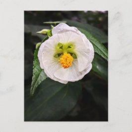 Tarjeta postal de deseos de Hibisco Blanco - Sé ún