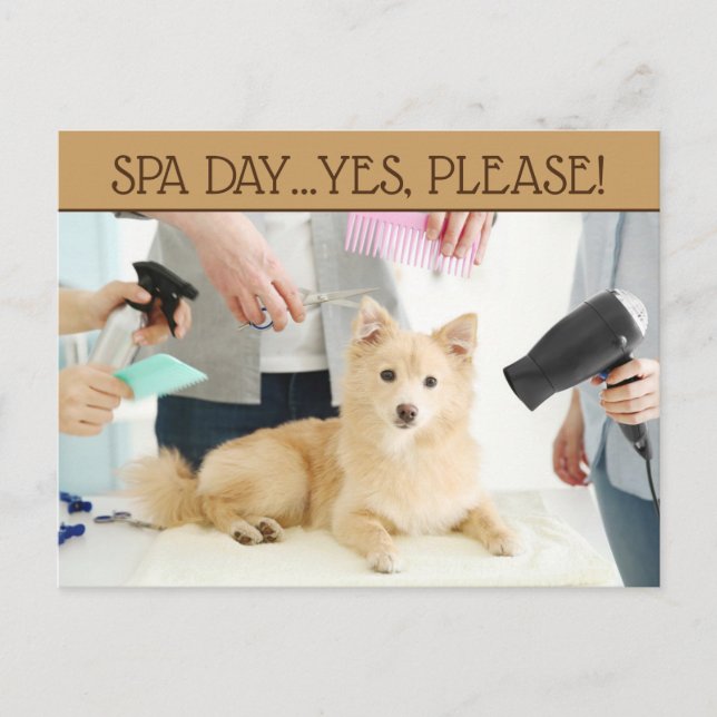 Tarjeta postal de día de spa de aseo de mascotas (Anverso)