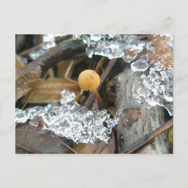 Tarjeta postal de diciembre de hongo de 1/4" (Anverso)