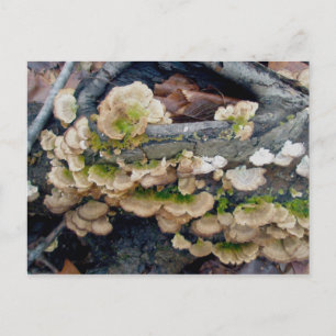 Tarjeta postal de diciembre de Shelf Fungus Colony
