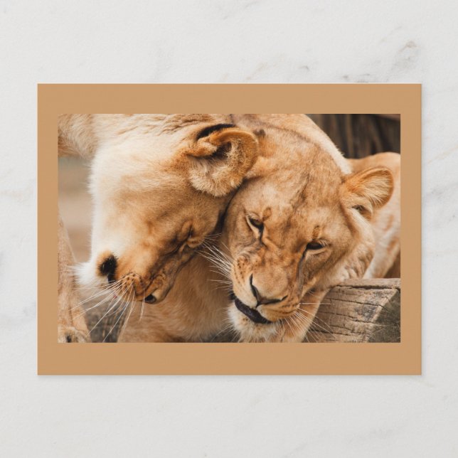 Tarjeta postal de dos leones (Anverso)