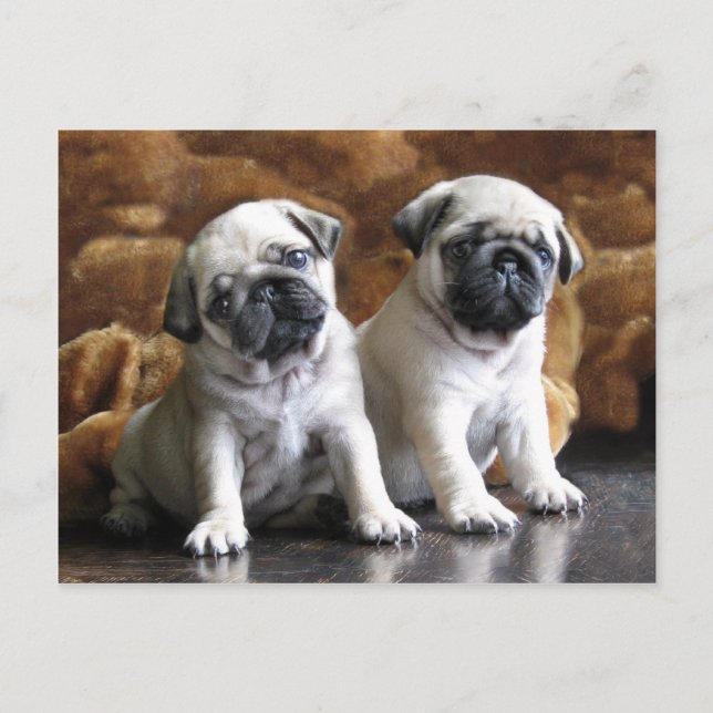 Tarjeta postal de dos pugs (Anverso)