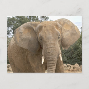 Tarjeta postal de Dumbo