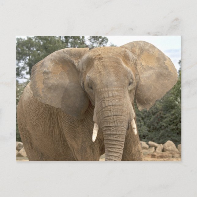 Tarjeta postal de Dumbo (Anverso)