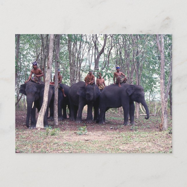 Tarjeta postal de elefante asiático (Anverso)