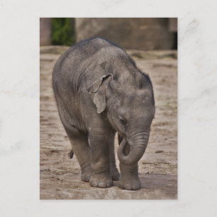 Tarjeta postal de elefante bebé