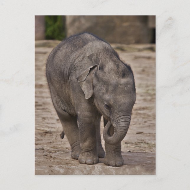 Tarjeta postal de elefante bebé (Anverso)