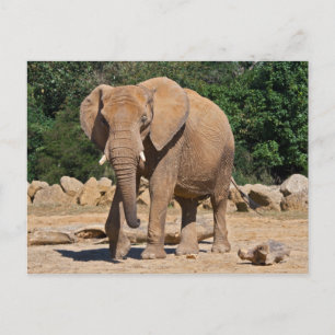 Tarjeta postal de elefante macho