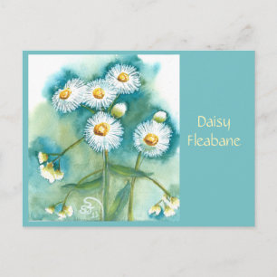Tarjeta postal de Erigeron anual