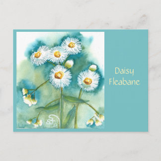 Tarjeta postal de Erigeron anual