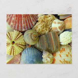 Tarjeta postal de erizo de mar y conchas de mar de