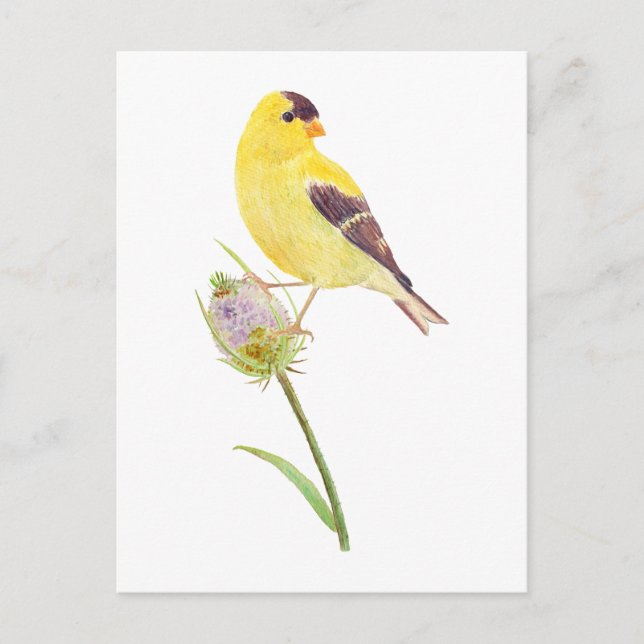 Tarjeta postal de Estados Unidos Goldfinch y Thist (Anverso)