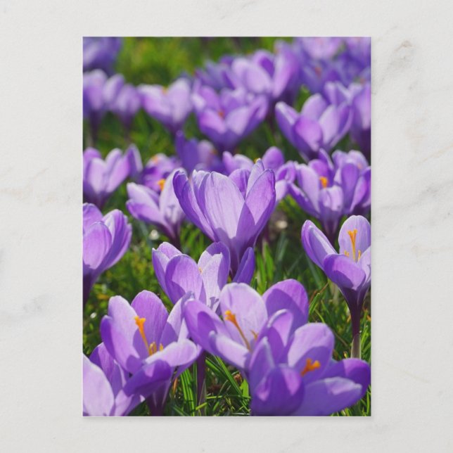 Tarjeta postal de felicitación de Pascua de Crocus (Anverso)